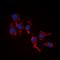 Ribosomal Protein L39 antibody, orb304563, Biorbyt, Immunofluorescence image 