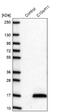 Leucine Rich Melanocyte Differentiation Associated antibody, NBP2-14802, Novus Biologicals, Western Blot image 