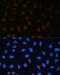 Bromodomain Containing 4 antibody, 18-589, ProSci, Immunofluorescence image 