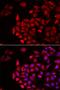 Nucleolin antibody, orb373303, Biorbyt, Immunocytochemistry image 