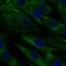 Phospholipase A2 Receptor 1 antibody, MA5-24607, Invitrogen Antibodies, Immunofluorescence image 