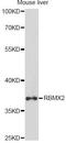 RNA Binding Motif Protein X-Linked 2 antibody, LS-C749325, Lifespan Biosciences, Western Blot image 