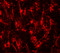 Leucine Carboxyl Methyltransferase 2 antibody, 6379, ProSci, Immunofluorescence image 