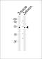 Carbohydrate sulfotransferase 1 antibody, PA5-72664, Invitrogen Antibodies, Western Blot image 