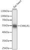 Chemokine-like receptor 1 antibody, 16-568, ProSci, Western Blot image 
