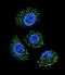 Myosin Binding Protein H Like antibody, abx026464, Abbexa, Flow Cytometry image 