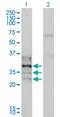 Nuclear Factor Of Activated T Cells 2 Interacting Protein antibody, H00084901-M01, Novus Biologicals, Western Blot image 
