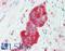 Laminin subunit alpha-4 antibody, LS-B15681, Lifespan Biosciences, Immunohistochemistry paraffin image 