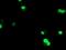 U-Box Domain Containing 5 antibody, NBP2-01077, Novus Biologicals, Immunofluorescence image 
