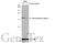 DNA Polymerase Epsilon 3, Accessory Subunit antibody, GTX116557, GeneTex, Western Blot image 