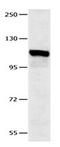 Forkhead Box S1 antibody, orb107386, Biorbyt, Western Blot image 