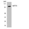 Repetin antibody, LS-C200629, Lifespan Biosciences, Western Blot image 