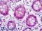 Yes Associated Protein 1 antibody, LS-B9238, Lifespan Biosciences, Immunohistochemistry frozen image 
