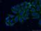 RAB8B, Member RAS Oncogene Family antibody, 11792-1-AP, Proteintech Group, Immunofluorescence image 
