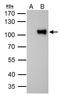 Zinc finger protein 143 antibody, LS-C185493, Lifespan Biosciences, Immunoprecipitation image 