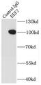 Eukaryotic Translation Elongation Factor 2 antibody, FNab02651, FineTest, Immunoprecipitation image 