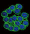 CUB and zona pellucida-like domain-containing protein 1 antibody, 55-662, ProSci, Immunofluorescence image 
