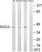 Alpha-SG antibody, LS-C119716, Lifespan Biosciences, Western Blot image 