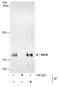 Paired amphipathic helix protein Sin3b antibody, PA5-30707, Invitrogen Antibodies, Immunoprecipitation image 