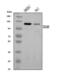 CD163 antibody, A00812-2, Boster Biological Technology, Western Blot image 