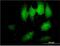 Translocase Of Outer Mitochondrial Membrane 34 antibody, H00010953-M01, Novus Biologicals, Immunocytochemistry image 