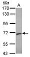 Syntaxin-binding protein 2 antibody, LS-C185522, Lifespan Biosciences, Western Blot image 