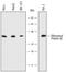 Ribosomal Protein S6 antibody, AF5436, R&D Systems, Western Blot image 