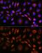 Apolipoprotein M antibody, GTX33015, GeneTex, Immunofluorescence image 