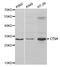 CTSH antibody, TA332646, Origene, Western Blot image 