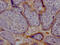 Trophoblast Glycoprotein antibody, CSB-RA669019A0HU, Cusabio, Immunohistochemistry frozen image 