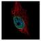 RBM35B antibody, NBP2-16375, Novus Biologicals, Immunofluorescence image 