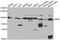 Inner Membrane Mitochondrial Protein antibody, orb136766, Biorbyt, Western Blot image 