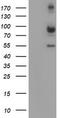 Calpain 2 antibody, TA504345, Origene, Western Blot image 