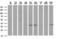 Tumor Protein P53 Inducible Protein 3 antibody, LS-C786499, Lifespan Biosciences, Western Blot image 