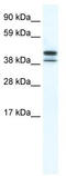 TATA box-binding protein-like protein 2 antibody, TA331442, Origene, Western Blot image 
