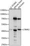 Leukotriene B4 receptor 2 antibody, LS-C750450, Lifespan Biosciences, Western Blot image 