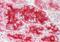 Charged Multivesicular Body Protein 4B antibody, ARP53340_P050, Aviva Systems Biology, Immunohistochemistry frozen image 