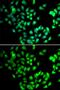 Nuclear Cap Binding Protein Subunit 2 antibody, GTX33345, GeneTex, Immunocytochemistry image 