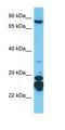 UV Stimulated Scaffold Protein A antibody, orb326209, Biorbyt, Western Blot image 