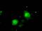 ERCC Excision Repair 1, Endonuclease Non-Catalytic Subunit antibody, GTX84550, GeneTex, Immunocytochemistry image 