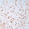 HSN antibody, TA327676, Origene, Immunohistochemistry frozen image 
