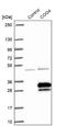 Coenzyme Q4 antibody, NBP1-91806, Novus Biologicals, Western Blot image 