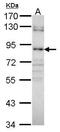 Galactosylceramidase antibody, PA5-27352, Invitrogen Antibodies, Western Blot image 