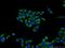 Matrix Metallopeptidase 21 antibody, 55289-1-AP, Proteintech Group, Immunofluorescence image 