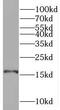 Synaptojanin-2-binding protein antibody, FNab08439, FineTest, Western Blot image 