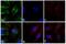 Rabbit IgG antibody, 31579, Invitrogen Antibodies, Immunofluorescence image 
