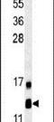 LYR Motif Containing 2 antibody, PA5-25298, Invitrogen Antibodies, Western Blot image 