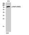 B-Raf Proto-Oncogene, Serine/Threonine Kinase antibody, STJ90876, St John