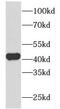 Forkhead Box Q1 antibody, FNab03211, FineTest, Western Blot image 