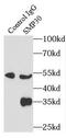 RGN antibody, FNab07262, FineTest, Immunoprecipitation image 